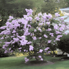 {"width" => 350, "height" => 350, "loading" => "lazy", "sizes" => "(min-width: 990px) 350px, 50vw", "widths" => "350,700", "alt" => "Yuma Crape Myrtle with vibrant lavender-blue blooms and lush foliage in garden."}