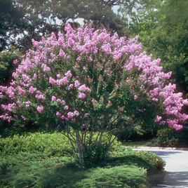 Zuni Crape Myrtle tree with bright lavender blooms and an upright growth pattern.
