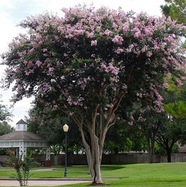 Bashams Party Pink Crape Myrtle tree with abundant light pink blooms, rapid growth, and graceful appearance.