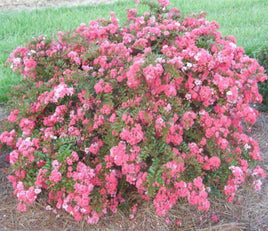Blush Bijou Micro MIni™ Crape Myrtle with vibrant blush pink flowers in a lush, compact shrub.