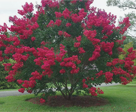 Cherokee Crape Myrtle with lush wine-red blooms suitable for hedges and borders.
