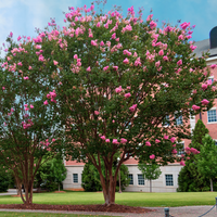 Choctaw Crape Myrtle with rich pink blooms and striking cinnamon red bark in an academic setting.