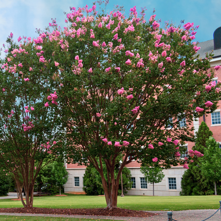 Choctaw Crape Myrtle with rich pink blooms and striking cinnamon red bark in an academic setting.