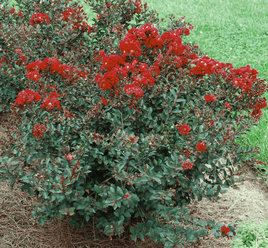 Crimson Bijou Micro Mini™ Crape Myrtle with dark blood red flowers and compact growth.