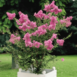 Delta Blush Crape Myrtle with rich pink blooms and subtle peach undertone in a white planter.