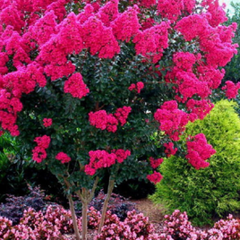 Vibrant Electric Pink Passion Crape Myrtle tree with hot pink blooms in a landscaped garden.