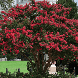 Elizabethanne Red Passion crape myrtle with bright crimson flowers and colorful fall foliage