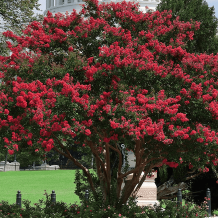 Elizabethanne Red Passion crape myrtle with bright crimson flowers and colorful fall foliage