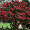 {"width" => 350, "height" => 350, "loading" => "lazy", "sizes" => "(min-width: 990px) 350px, 50vw", "widths" => "350,700", "alt" => "Elizabethanne Red Passion crape myrtle with bright crimson flowers and colorful fall foliage"}