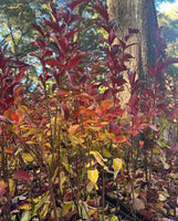 Elizabethanne Red Passion crape myrtle with bright crimson flowers and colorful fall foliage