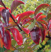 Elizabethanne Red Passion crape myrtle with vivid crimson blooms and colorful fall foliage