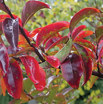 Elizabethanne Red Passion crape myrtle with vivid crimson blooms and colorful fall foliage
