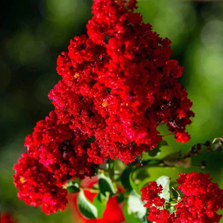 Elizabethanne Red Passion crape myrtle with vivid crimson blooms and colorful fall foliage