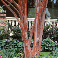 Elizabethanne Red Passion crape myrtle with vivid crimson red blooms and colorful fall foliage