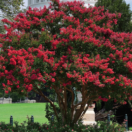 Elizabethanne Red Passion™ Crape Myrtle tree with vibrant red blooms and lush green foliage.