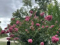 Flamingo Passion™ Crape Myrtle with vibrant pink blooms and lush green foliage in garden setting.