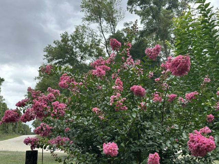 Flamingo Passion™ Crape Myrtle with vibrant pink blooms and lush green foliage in garden setting.