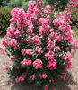 {"width" => 350, "height" => 350, "loading" => "lazy", "sizes" => "(min-width: 990px) 350px, 50vw", "widths" => "350,700", "alt" => "Unique Southern Charm Guava Flowers of Guava Passion™ Crape Myrtle in full bloom."}