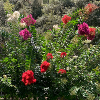 🌸Combining Crape Myrtles🌸 Create your Own Multi-Colored Masterpiece ...