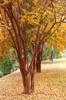 Natchez with Cinnamon Red Bark and Fall Foliage