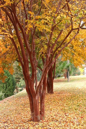 Natchez with Cinnamon Red Bark and Fall Foliage