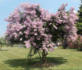 Near East soft pink weeping beauty, crape myrtle tree in full bloom in a landscaped garden.