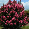 {"width" => 350, "height" => 350, "loading" => "lazy", "sizes" => "(min-width: 990px) 350px, 50vw", "widths" => "350,700", "alt" => "Bright fuchsia blooms of Obsidian Sunrise™ Crape Myrtle with contrasting dark foliage."}