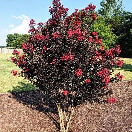 Deep Myrtle Color Obsidian Wine™ Crape Myrtle: Eye-Catching Deep Red Blooms, Dark Leaves ...