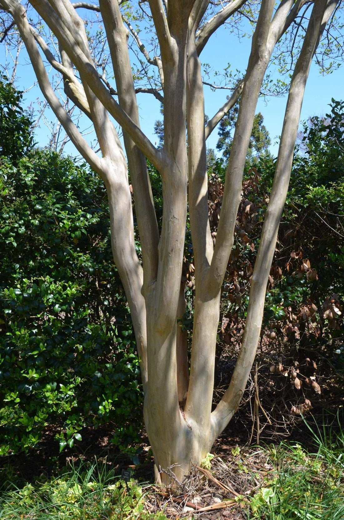 Mayrtle Tree Royalty Crape Myrtle: Small Tree Displaying Vivid Regal Purple Flowers ...