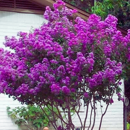 Royalty Crape Myrtle tree with vibrant royal purple flowers and light green foliage.