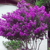{"width" => 350, "height" => 350, "loading" => "lazy", "sizes" => "(min-width: 990px) 350px, 50vw", "widths" => "350,700", "alt" => "Royalty Crape Myrtle tree with vibrant royal purple flowers and light green foliage."}