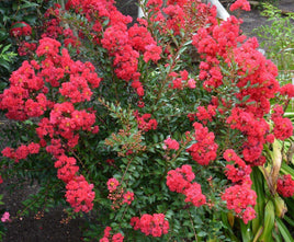 Bright ruby red flowers of Ruby Bijou Micro Mini™ Crape Myrtle in full bloom.