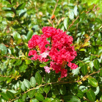 Ruby Bijou Micro Mini™ Crape Myrtle with vivid ruby red flowers and green foliage.