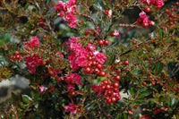 Ruby Bijou Micro Mini™ Crape Myrtle with vibrant ruby red flowers and berries, compact shrub suitable for small gardens.