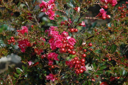 Ruby Bijou Micro Mini™ Crape Myrtle with vibrant ruby red flowers and berries, compact shrub suitable for small gardens.