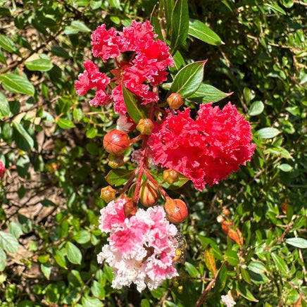 Ruby Bijou Micro Mini™ Crape Myrtle with bright ruby red flowers and petite blossoms, showcasing vivid seasonal colors.