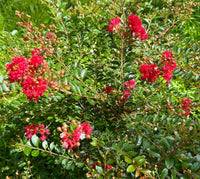 Ruby Bijou Micro Mini™ Crape Myrtle with vibrant ruby red flowers and lush green foliage.