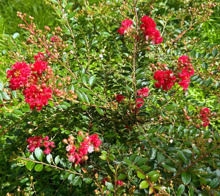 Ruby Bijou Micro Mini™ Crape Myrtle with vibrant ruby red flowers and lush green foliage.