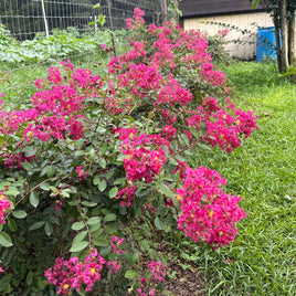 Sacramento Miniature Crape Myrtle Hedge by my Vegetable Garden-Mother Plants