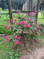 Sacramento Miniature Crape Myrtle Single Mother Plant Growing by my Vegetable Garden