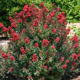 Scarlet Passion™ Miniature Crape Myrtle Bush