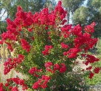 Scarlet Passion™ Miniature Crape Myrtle Bush in Full Bloom