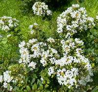 Snowy Bijou Micro Mini™ Crape Myrtle with crisp snow-white flowers and green foliage in garden setting.