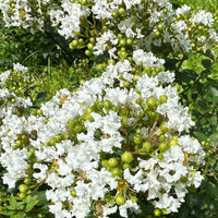 Snowy Bijou Micro Mini™ Crape Myrtle with crisp snow-white flowers in bloom.