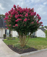 Tuscarora Crape Myrtle with vibrant watermelon red blooms in a garden setting.