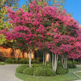 Tuskegee Crape Myrtle with vibrant watermelon pink blooms and lush green foliage in a landscaped setting.