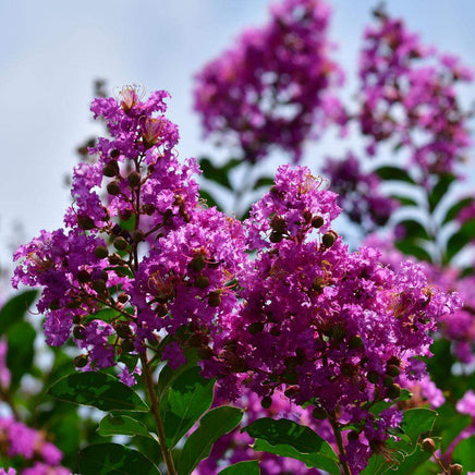 Sunset purple flowers of the Twilight Crape Myrtle tree in full bloom.