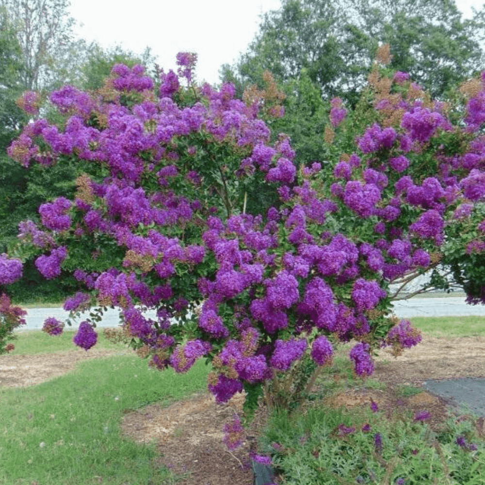 Velmas Royal Delight Extremely Dark Purple Flowers Adorn a Dwarf