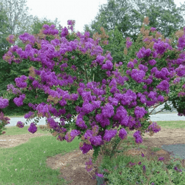 Extremely dark purple flowers on Velmas Royal Delight Crape Myrtle tree.